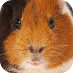 guinea pig sounds android application logo